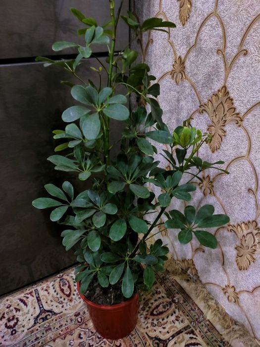 Комнатные растения . Доставка