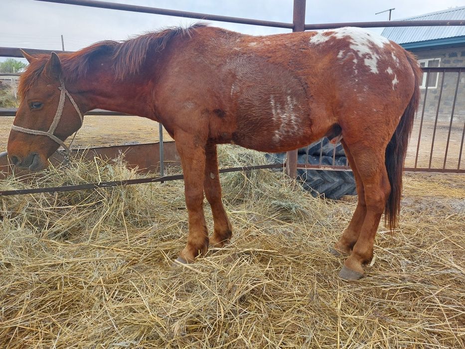 Лошадь двенадцать лет