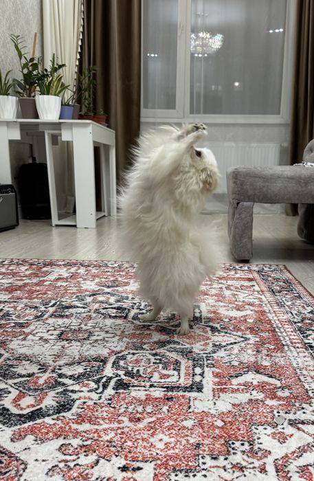 Померанский шпиц