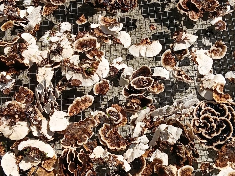 Coada curcanului cruda 1 kg pentru paradontoza