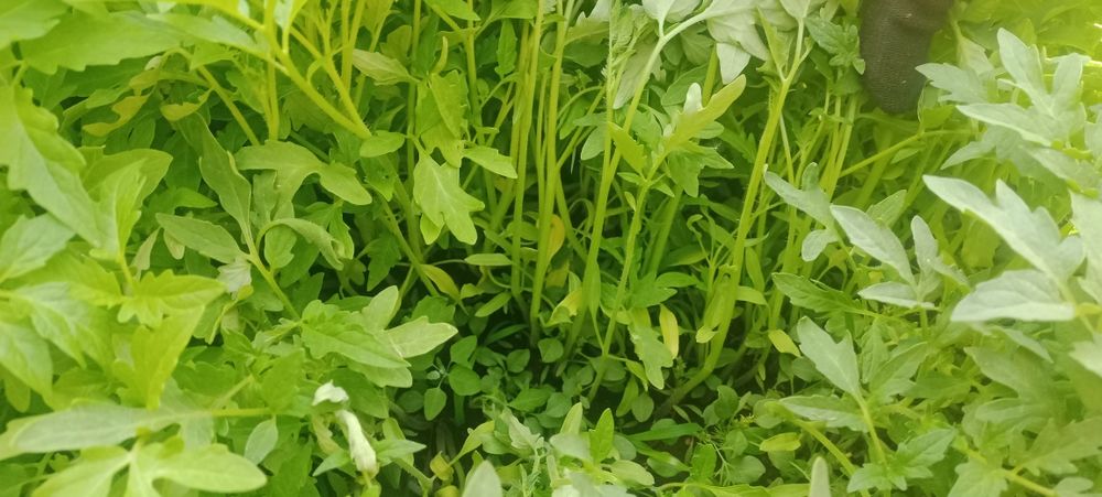 Продам рассаду помидор