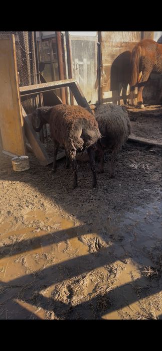 Кошкар 10 ай гисар