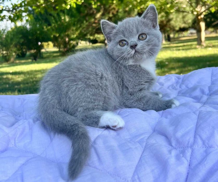 Scottish Straight blue cu pedigree