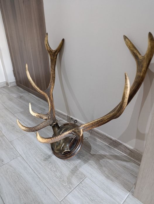 Рога от благороден елен