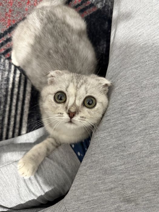 Кошка Шотландский вислоухий