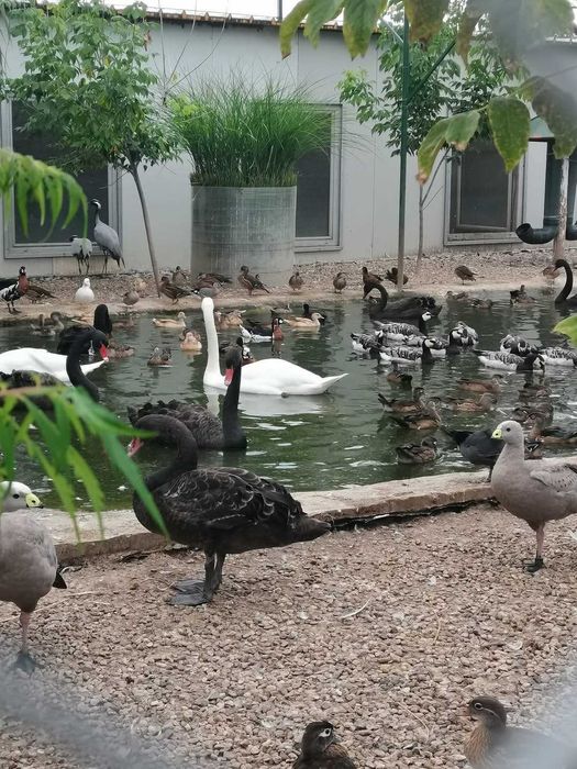 Vând Rațe, lebede, gâște exotice, de ornament