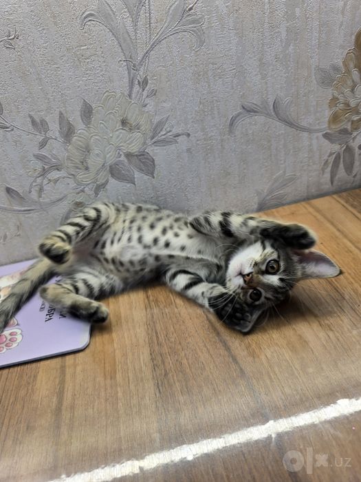 Отдаём котёнка девочка 2 месяца.