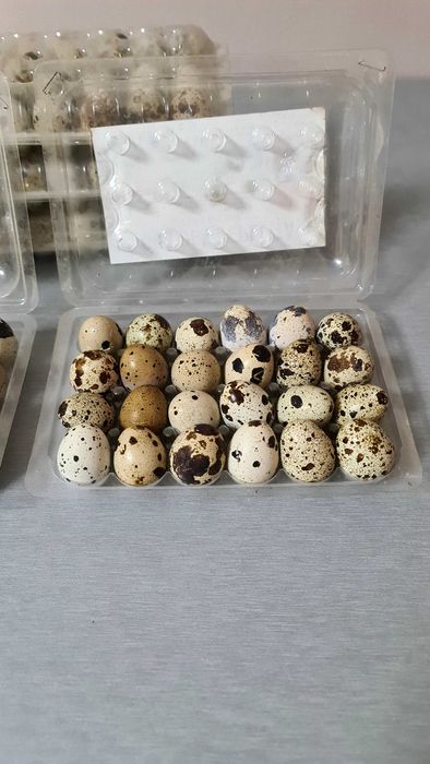 Oua de prepelite proaspete doar de consum