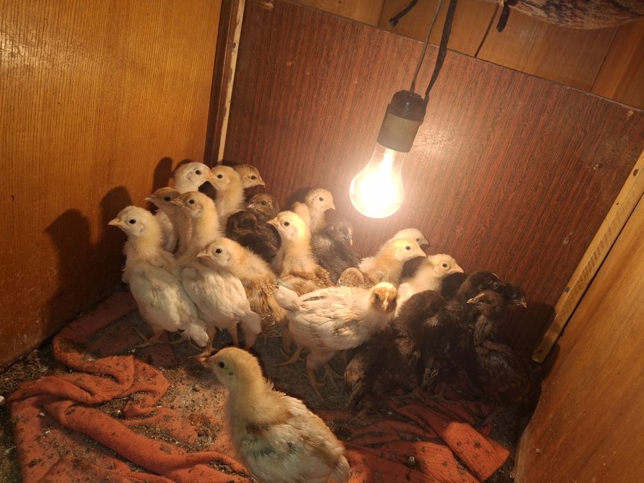 Продам разнопородных цыплят