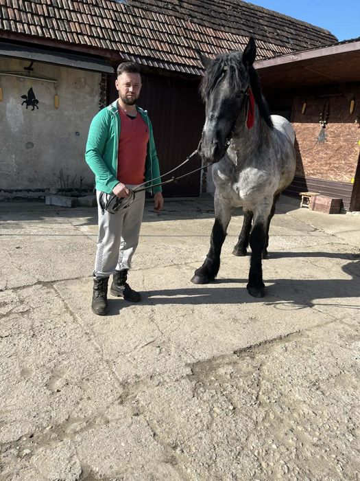 De vanzare 2manz sau schimb cu iapa sau armasar