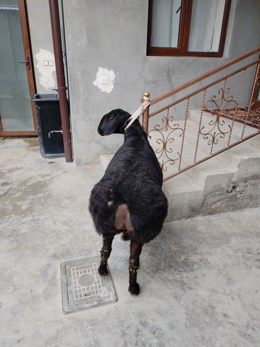 Toza xisori solu qoy xali tugmagan