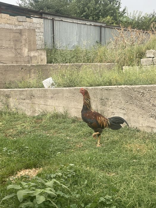 Байсобский кораз