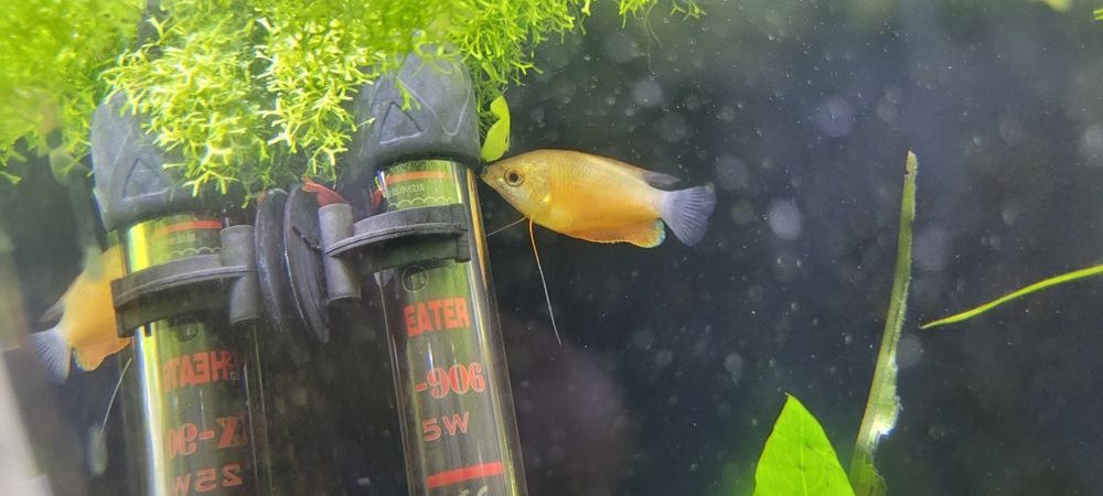 продам пару рыб лябиоза золотая