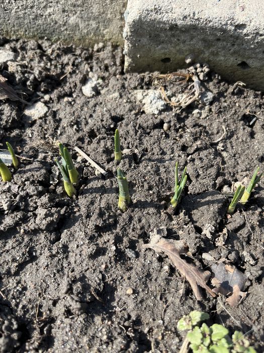 Нарциссы многолетние.