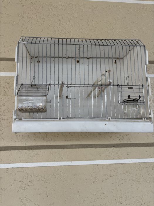 Канарейка белый самец