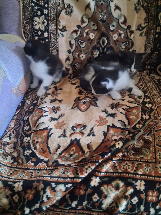 Отдам котят в добрые руки