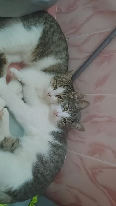 Отдаю в добрые руки котят