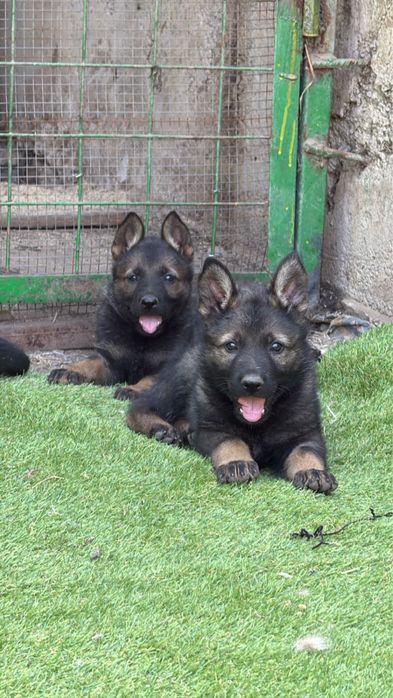 Продаем чистокровных щенков рабочих линии