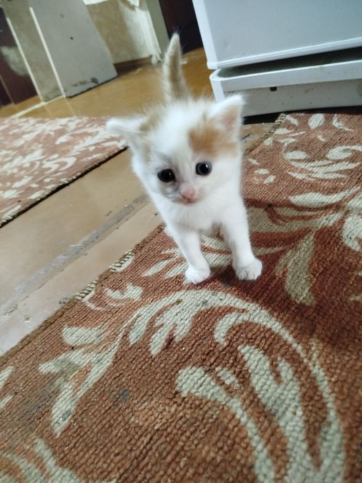 Котенок девочка в добрые руки