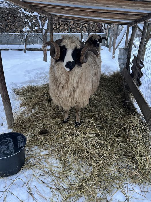 Berbecii brezii de vanzare