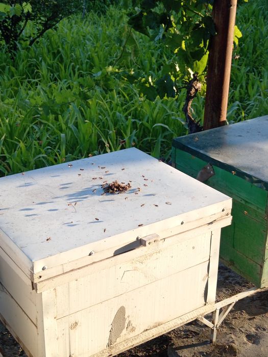 Асалари сотилади