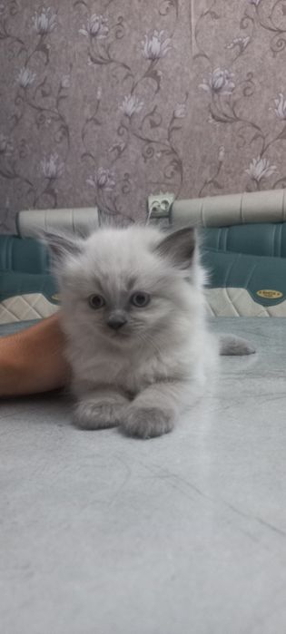 Продаются котята