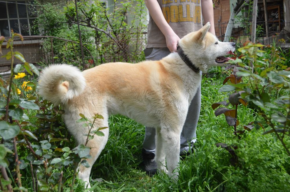 Продается японская Акита-Ину