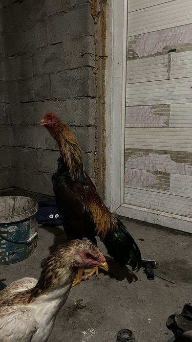 Дакан қораз сатылады