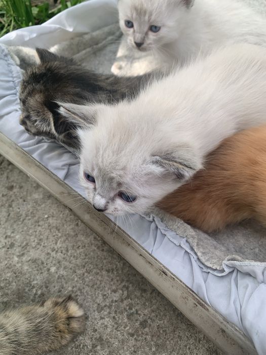 Подарю замечательных котят