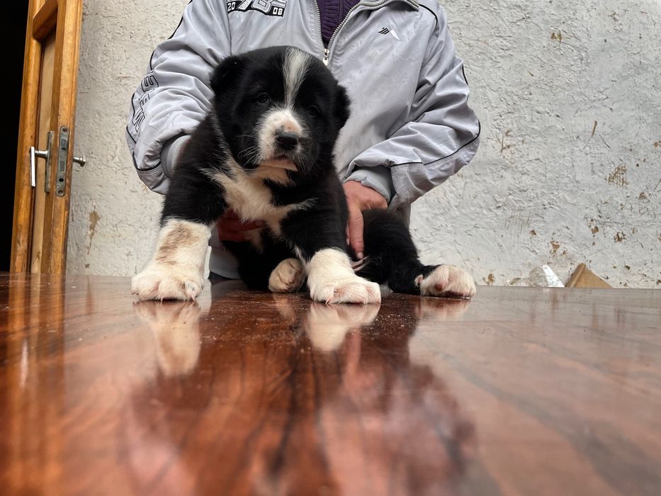 Щенок Туркменского Алабая ( Супер гигант )