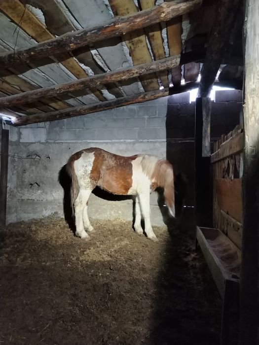 Семиз байтал сатылады