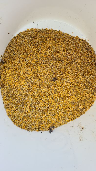 Пыльца цветочная