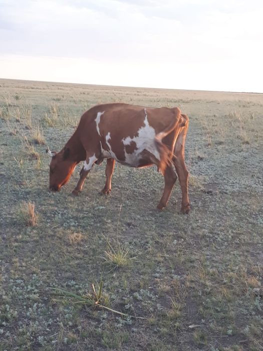 Корова с телёнком