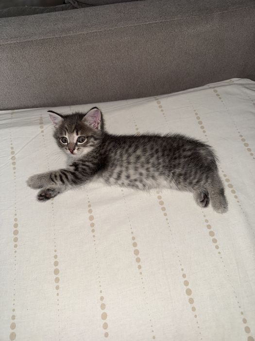 Отдам котенка в добрые руки