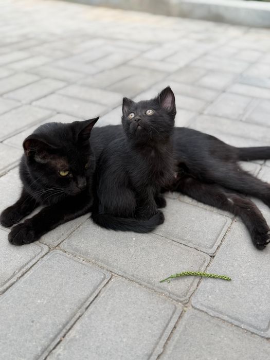 Отдам котят  1,5 месяца