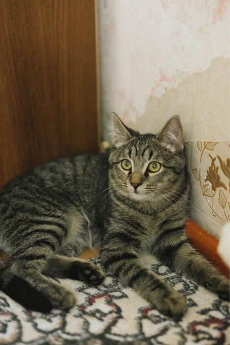 Котенок мальчик ищет дом