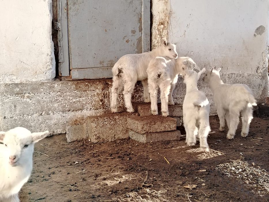 Лақтар  сатылады