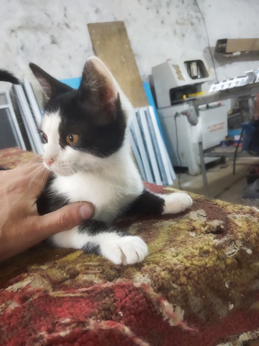 Отдам котенка в добрые руки мальчик