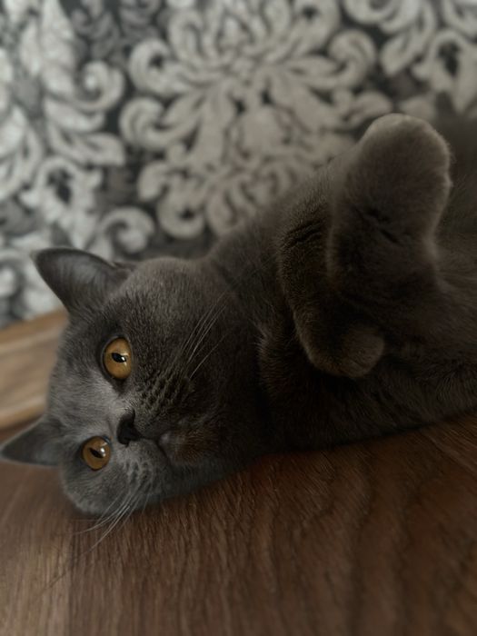 Британские котята