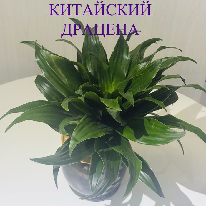 Домашный красивый растения