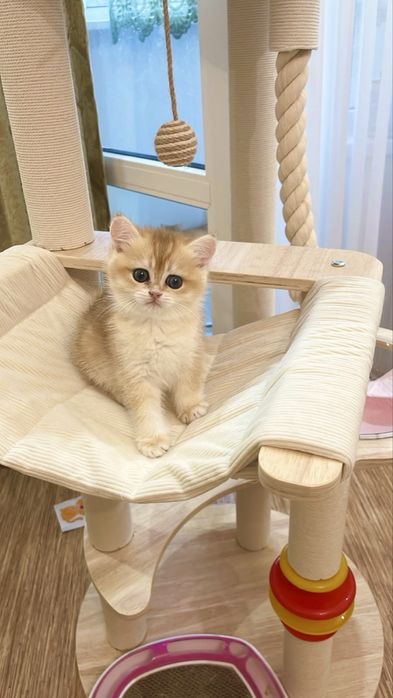 Котята Британской КШ породы окрас Шиншилла