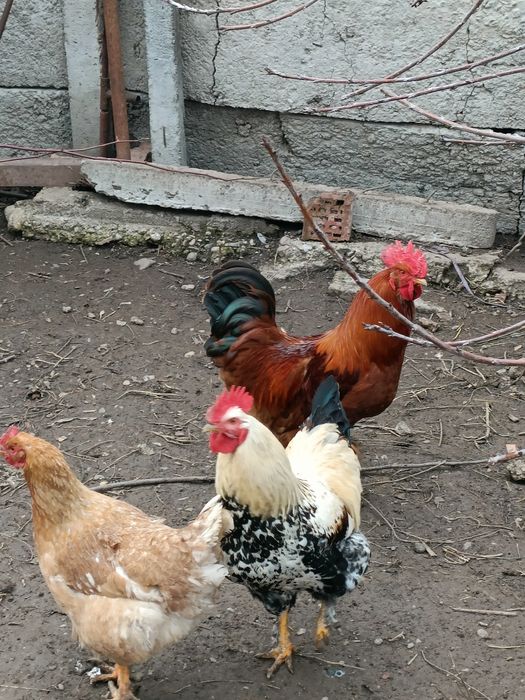 Vând Cocoși tineri