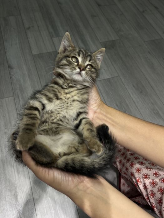 Котёнок в самые добрые руки!
