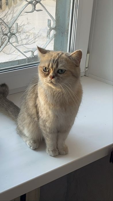 Отдадим кошечку бесплатно