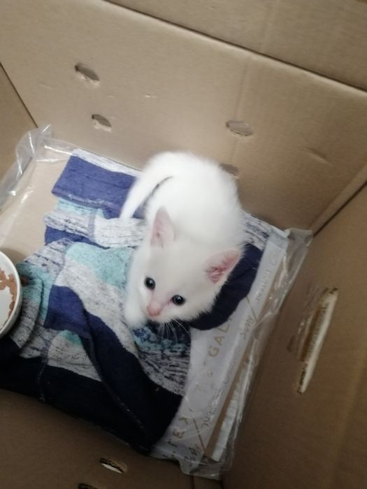 Отдам маленького котенка