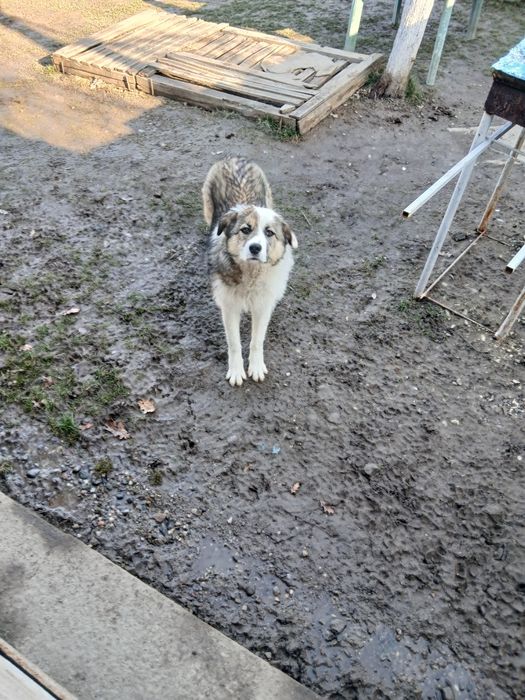 Donez catel steriluzat