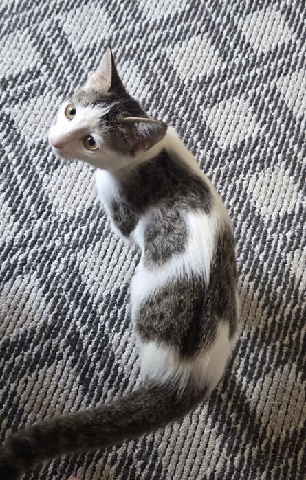 Отдаю домашнюю кошку