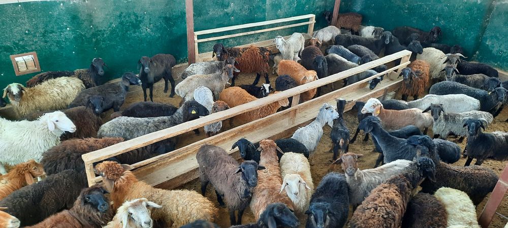 май семиз кой токты тусак кошкар