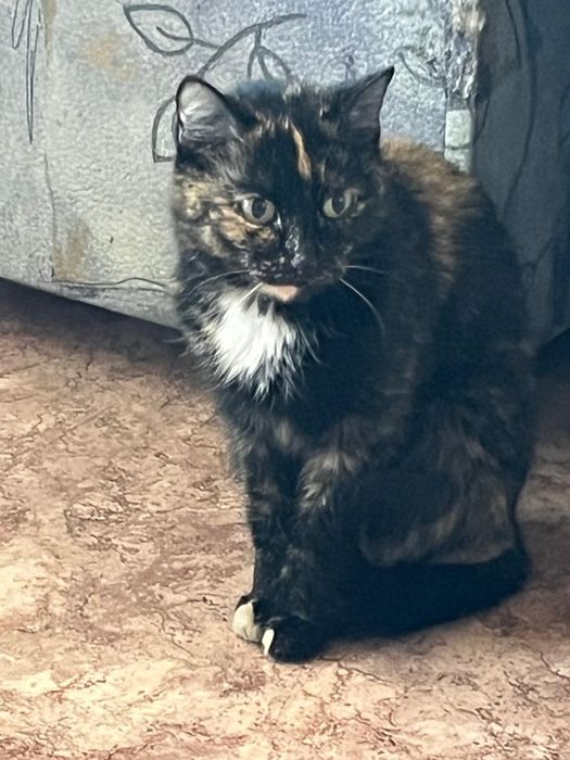 Отдам кошечку в добрые руки