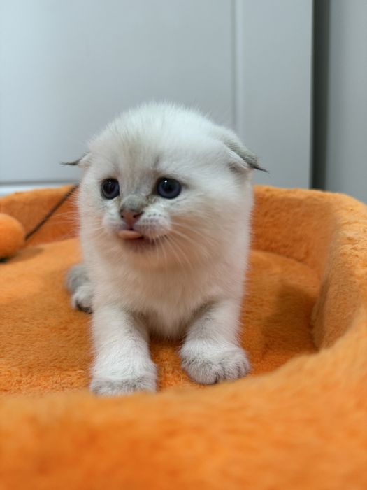 Шотландский вислоухий котенок!
